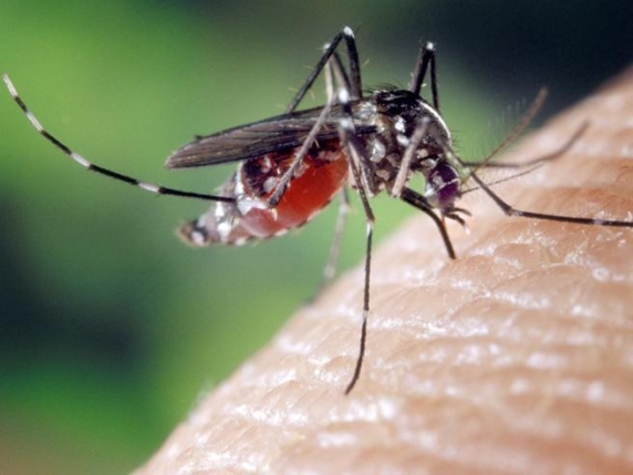 West Nile, l'ordinanza della Regione: «Disinfestazioni urgenti nei Comuni». Altri 12 contagiati, 58 nel Lazio