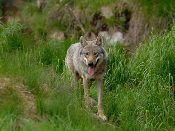 Camera approva declassamento del lupo: specie non più protetta