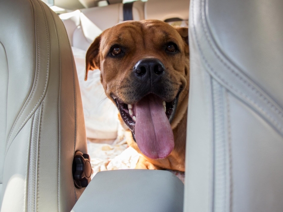 Nuove regole per i cani in aereo: peso massimo di 30 kg e fino a 6 cani per volo, le ultime disposizioni dell'Enac