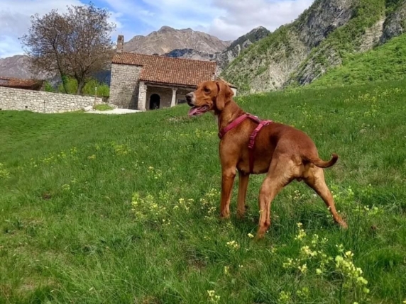 Caso di maltrattamento di animale in Italia: la storia della cagnolina restituita al suo aggressore e le possibili ripercussioni sulla legislazione nazionale
Approfondimento
La vicenda ha messo in luce le criticità del sistema di protezione degli animali in Italia e ha sollevato interrogativi sulla efficacia delle leggi e delle procedure in vigore per prevenire e contrastare il maltrattamento degli animali.
Possibili Conseguenze
Il caso potrebbe avere conseguenze importanti per la legislazione italiana in materia di protezione degli animali, con possibili modifiche alle leggi esistenti per garantire una maggiore tutela degli animali e una più efficace prevenzione del maltrattamento.
Opinione
La comunità degli amanti degli animali e le associazioni di protezione degli animali hanno espresso profonda preoccupazione e indignazione per il caso, sottolineando l'importanza di una maggiore sensibilità e consapevolezza sul tema del maltrattamento degli animali.
Analisi Critica dei Fatti
Un'analisi critica dei fatti ha messo in evidenza le lacune del sistema di protezione degli animali e la necessità di una maggiore collaborazione tra le autorità competenti e le associazioni di protezione degli animali per prevenire e contrastare il maltrattamento degli animali.
Relazioni con altri fatti
Il caso è stato messo in relazione con altri episodi di maltrattamento degli animali in Italia, sottolineando la necessità di una maggiore attenzione e impegno per prevenire e contrastare questo fenomeno.
Contesto storico
Il caso si inserisce in un contesto storico in cui la protezione degli animali è diventata una questione sempre più rilevante e dibattuta, con una crescente sensibilità e consapevolezza sul tema del benessere degli animali.
Fonti
Il caso è stato riportato da diverse fonti, tra cui il Corriere della Sera, che ha pubblicato un articolo intitolato "Cagnolina sequestrata restituita a chi la picchiava, il caso approda in Parlamento" e disponibile al link https://www.corriere.it/ Fonte: Corriere della Sera