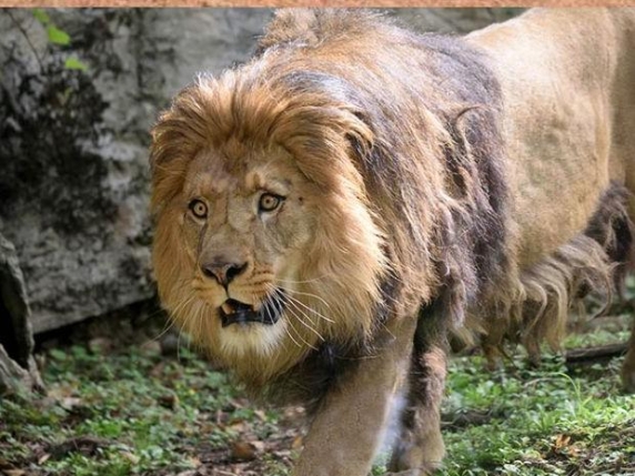 Nuova Speranza per il Leone Berbero: Tre Femmine Arrivano al Centro di Conservazione delle Cornelle