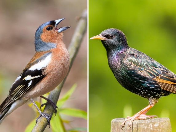 Il Consiglio di Stato Ferma la Caccia in Deroga ai Fringuelli e Storni in Lombardia, una Vittoria per l'Ambiente e la Biodiversità