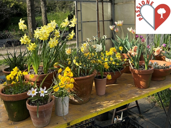 Come avere un inverno fiorito e colorato in casa: i bulbi da piantare a novembre per un tocco di vita e bellezza