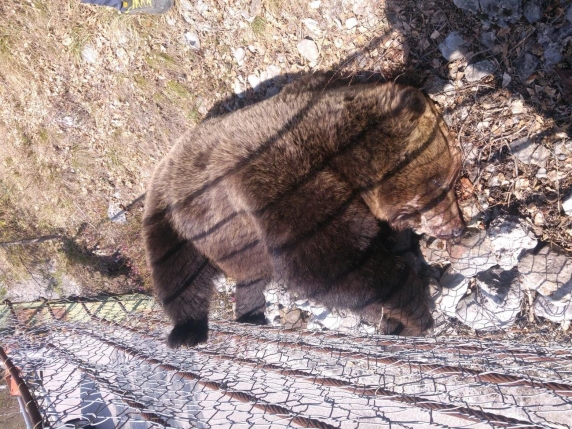 Cacciatore indagato per la morte dell'orso Mj5: una decina di morti sospette nel Trentino sollevano preoccupazioni sulla gestione della fauna selvatica
