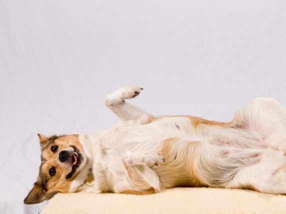 Sterilizzazione del cane: benefici, rischi e considerazioni etiche per la salute e il benessere dell'animale