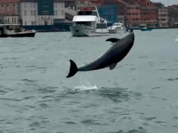 Un delfino di nome Mimmo chiama casa la Laguna di Venezia: scopriamo la sua storia e l'importanza di proteggerlo