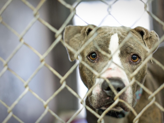 Canili in crisi: la gestione di pitbull, molossoidi e terrier bull è fuori controllo e la politica non interviene