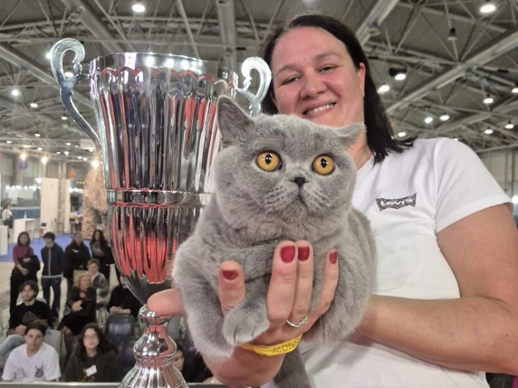 I gatti mostrano affetto: come confutare la falsa credenza che non provano affetto