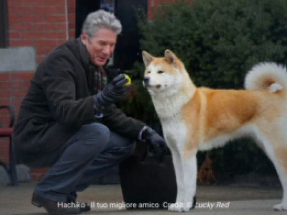 Il cane Giorgio, fedele come Hachiko, è morto dopo aver atteso il padrone al bar