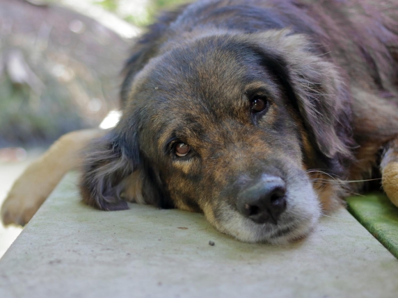 Come affrontare il lutto per la perdita di un animale domestico e quando considerare un nuovo compagno