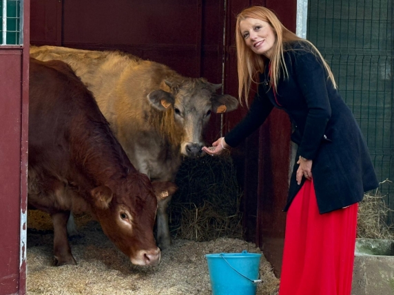Mucca Minerva fuggita dal macello: più di due mesi di libertà