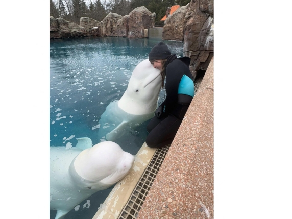 Trenta beluga a Niagara Falls: la corsa per salvarle o l'eutanasia