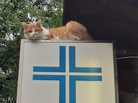 Olimpiadi: la clinica veterinaria di Cortina d'Ampezzo sfrattata, sentenza del Tar del 10 dicembre