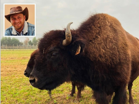 L'allevamento di bisonti che pare un film: «Gli anziani li accudiscono»