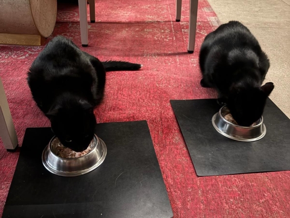 Puntina e Nerino, i fratelli ritrovati e la famiglia che vive sempre con «i soliti 4 gatti» (ma stavolta sono cinque)