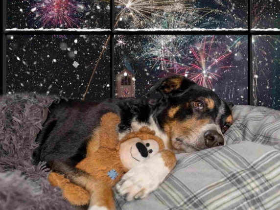 Come proteggere cani e gatti durante i fuochi d'artificio di Capodanno