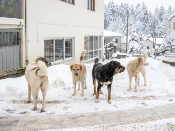 Cani randagi in Himalaya: minaccia per ecosistemi e per la sicurezza delle comunità