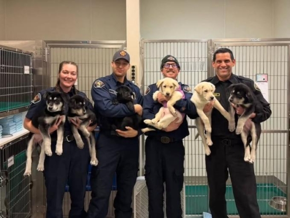 Sei cuccioli di cane salvati dai pompieri dopo overdose di fentanyl: ora in adozione