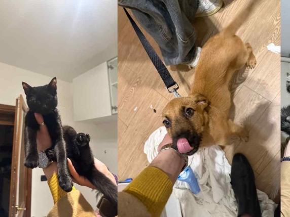 Ricerca di donna che abbandona due gatti e un cane in bed & breakfast a Reggio Calabria