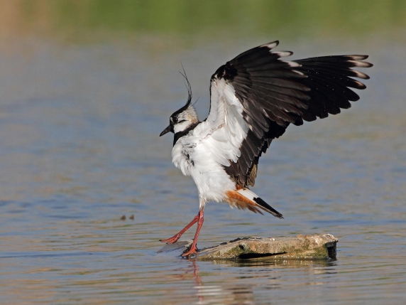 Migrazioni in anticipo a causa dei cambiamenti climatici, uccelli in volo nel mezzo della stagione di caccia. Molte specie a rischio in Italia e Grecia