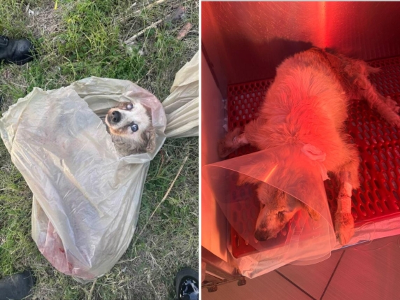 La cagnolina Nella, meticcia anziana e cieca, chiusa in un sacco e gettata come un rifiuto da un'auto in corsa