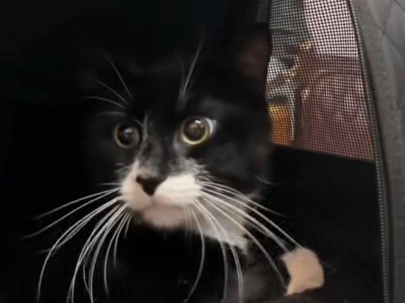 Gatto venduto su Vinted per 35 euro, poi salvato da associazione animalista