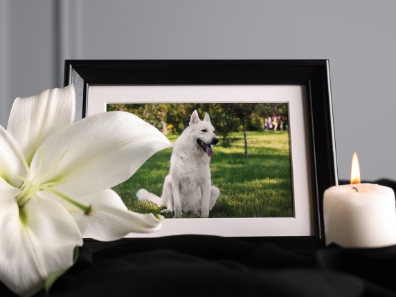 La morte di un animale domestico può provocare un lutto persistente, come la perdita di un familiare.