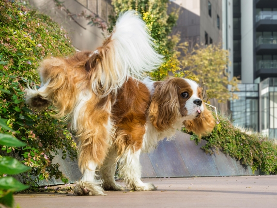 Il nuovo cucciolo fa pipì in casa? Come insegnargli a fare i suoi bisogni all'aperto