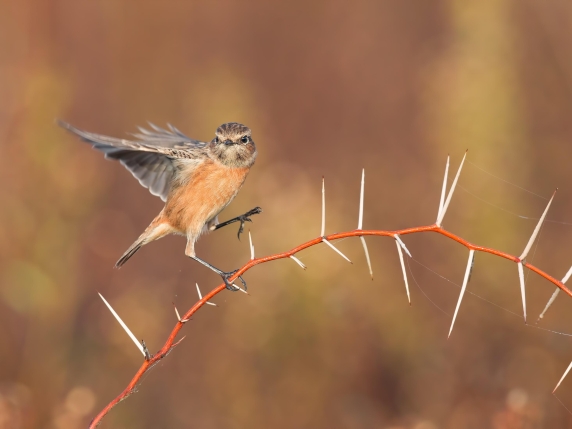 L'Italia ha perso un terzo dei suoi uccelli, la metà nelle zone di pianura. I numeri del declino e cosa si deve fare ora