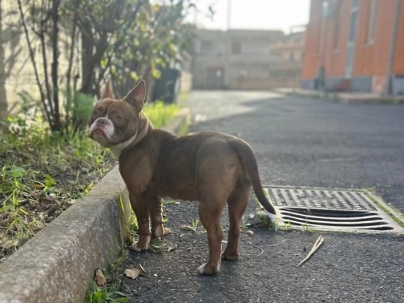 La storia della cagnolina Themis, salvata dai carabinieri. Che ora sono la sua nuova famiglia La storia della cagnolina Themis, salvata dai carabinieri. Che ora sono la sua nuova famiglia