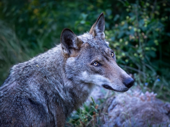Declassamento della protezione del lupo, anche il Senato dice sì. Ora manca solo il decreto finale