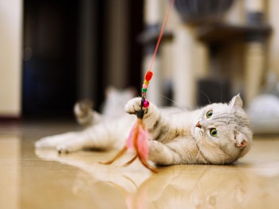 
                                    
                                Festa del gatto: gli accessori e i giochi di cui ha bisogno