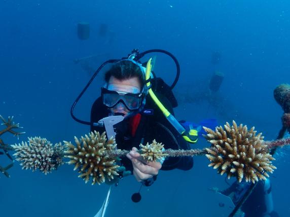 Alcune barriere coralline potrebbero sopravvivere ai cambiamenti climatici