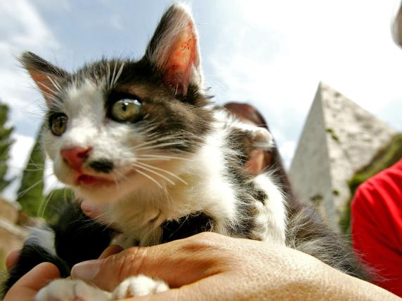 Una bibliotecaria lascia un'eredità di 150 mila euro per il benessere dei gatti di Roma, un gesto di generosità che ispira a prendersi cura degli animali