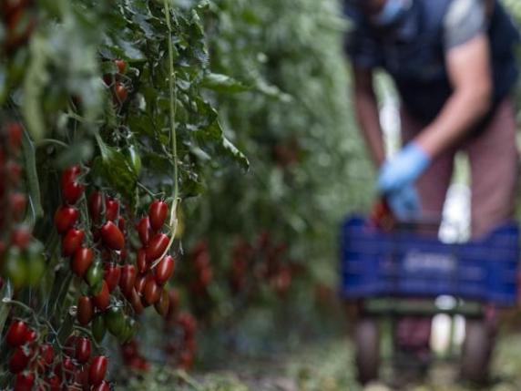 Ciliegie      a 20 euro, pochi pomodori, latte alle stelle: ecco il costo nascosto della      crisi climatica