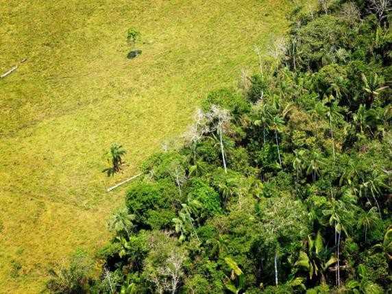 Giornata Internazionale delle Foreste, il Wwf: «In 30 anni persi 178 milioni di ettari, come tre volte la Francia»