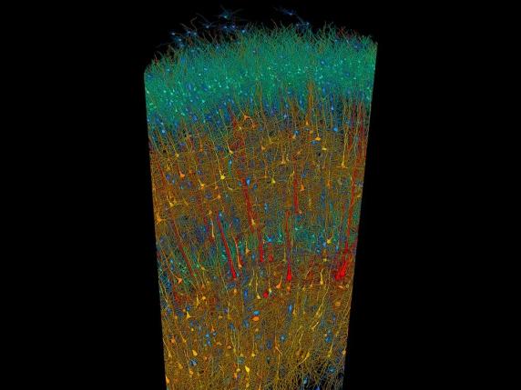 Una foresta intricata e misteriosa: ecco come si presenta un millimetro cubo di cervello umano