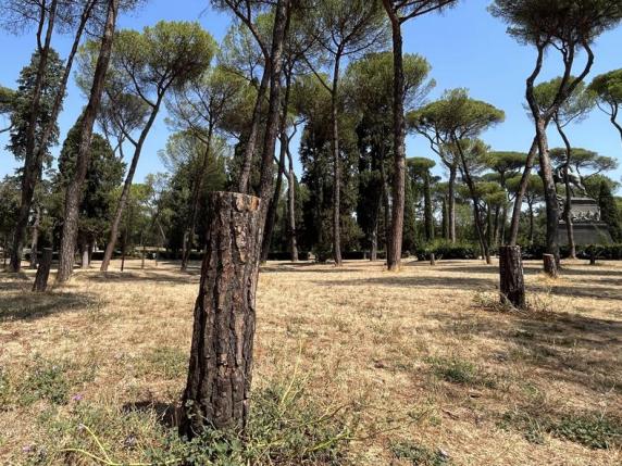 Pini a rischio crollo, il Tar (per ora) non sospende  l'abbattimento: «A garanzia della pubblica incolumità»