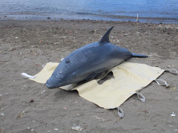 Delfini e pescatori, la convivenza è possibile grazie al progetto “Life Delfi”