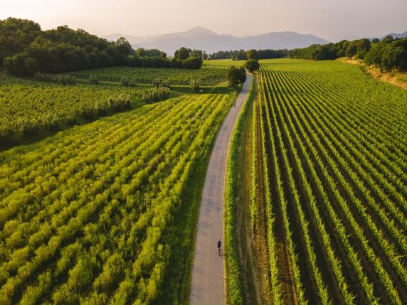 Il Franciacorta alla ricerca di una nuova uva che resista al riscaldamento globale