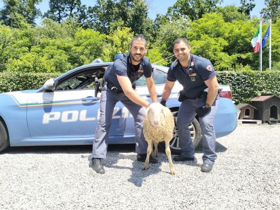 A Novara una pecora in tangenziale: salvata dalla polizia | Corriere.it