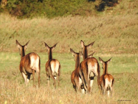 Il Wwf: «No all'uccisione di quasi 500 cervi, cuccioli compresi in Abruzzo»