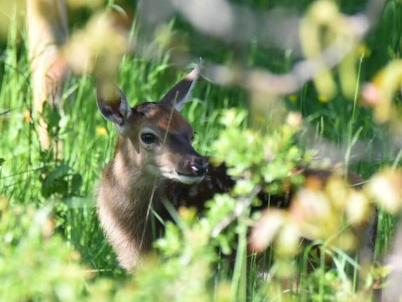 Abruzzo, il tariffario per la caccia al cervo: «50 euro per un cucciolo». Scoppia la polemica