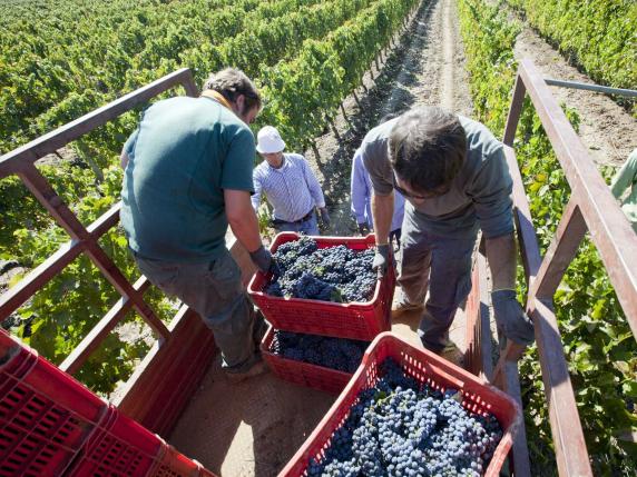 Vino, la rivoluzione nei vigneti imposta dal clima: invasi, pergole e selezione genetica