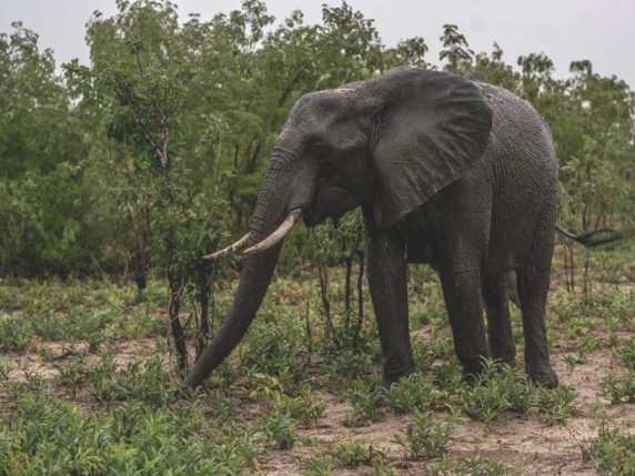 In Namibia, 83 elefanti verranno dati in pasto ai cittadini affetti dalla siccità: «Abbiamo quasi esaurito le risorse di cibo»