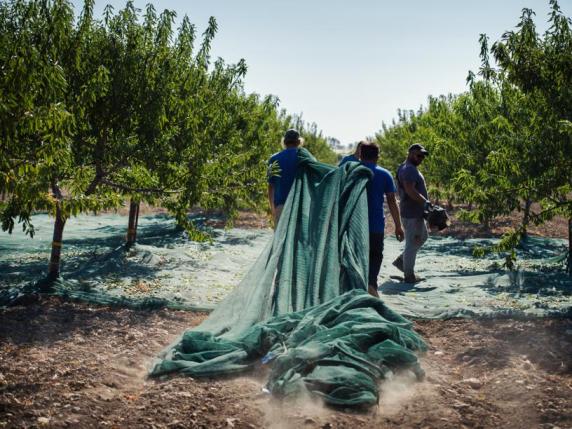 Caldo in Puglia, dopo le cozze ora tocca alle mandorle: raccolta anticipata di due mesi, qualità del prodotto in bilico