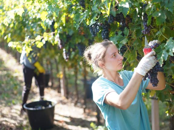 Airbnb e Colline del Prosecco, accordo per vendere «esperienze» di vendemmia a turisti cinesi e britannici