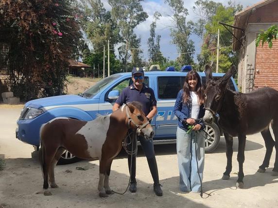 Asina e pony rubati e destinati al macello salvati dagli agenti a cavallo della Polizia di Stato