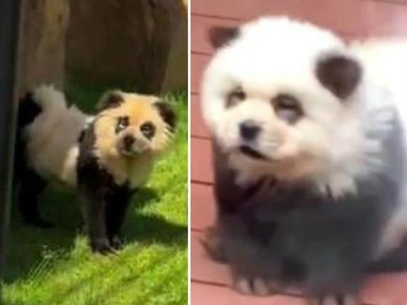 Cani o panda? Perché alcuni zoo cinesi dipingono gli animali per attirare pubblico (tra le polemiche)