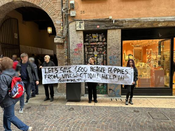 Verona, nuova protesta degli animalisti contro Aptuit e l'arrivo di 1.600 beagle destinati alla sperimentazione